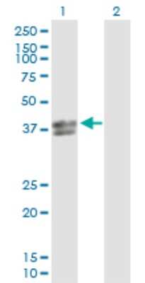 Western Blot: INHBE Antibody [H00083729-D01P]