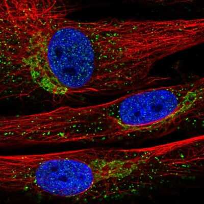 Immunocytochemistry/ Immunofluorescence: INMT Antibody [NBP2-57073]