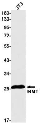 Western Blot: INMT Antibody (S08-9C6) [NBP3-19663]