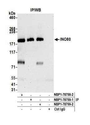 Immunoprecipitation: INO80 Antibody [NBP1-78758]