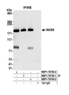 Immunoprecipitation: INO80 Antibody [NBP1-78759]