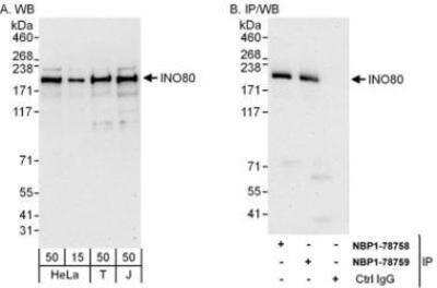 Western Blot: INO80 Antibody [NBP1-78759]