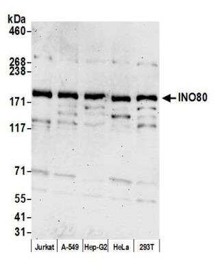 Western Blot: INO80 Antibody [NBP1-78759]