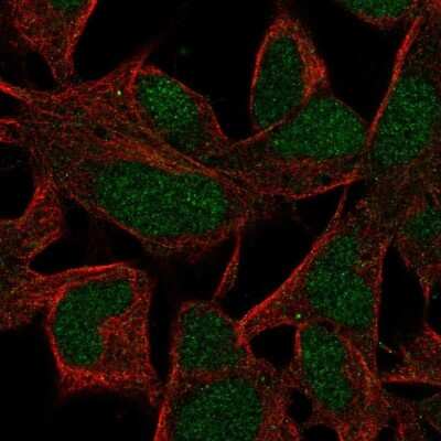 Immunocytochemistry/ Immunofluorescence: INO80B Antibody [NBP2-68903]