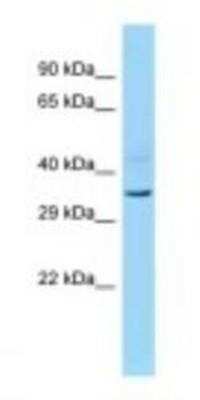 Western Blot: INO80B Antibody [NBP1-98506]