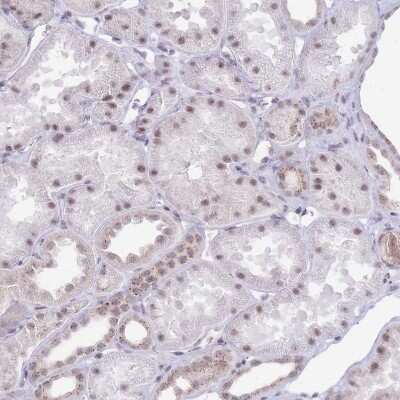 Immunohistochemistry-Paraffin: INO80C Antibody [NBP2-14123]
