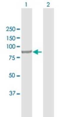 Western Blot: INPP5B Antibody [H00003633-D01P]