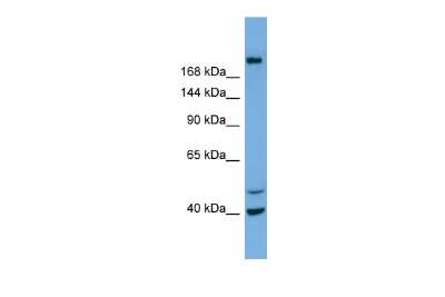 Western Blot: INPP5F Antibody [NBP2-84093]