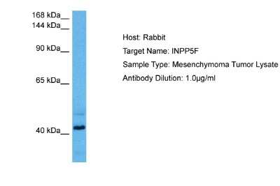 Western Blot: INPP5F Antibody [NBP2-84094]