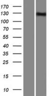 Western Blot: INPP5F Overexpression Lysate [NBP2-07239]