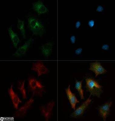 Immunocytochemistry/ Immunofluorescence: INSIG-1 Antibody - BSA Free [NB110-55244]