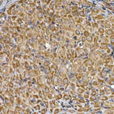 Immunohistochemistry-Paraffin: INSIG-2 Antibody - Azide and BSA Free [NBP3-03000]