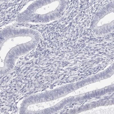 Immunohistochemistry-Paraffin: INSL3 Antibody [NBP1-81223]