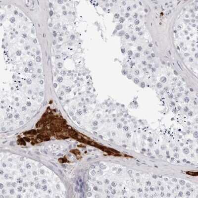 Immunohistochemistry-Paraffin: INSL3 Antibody [NBP1-81223]