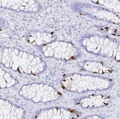 Immunohistochemistry-Paraffin: INSL5 Antibody [NBP1-86343]