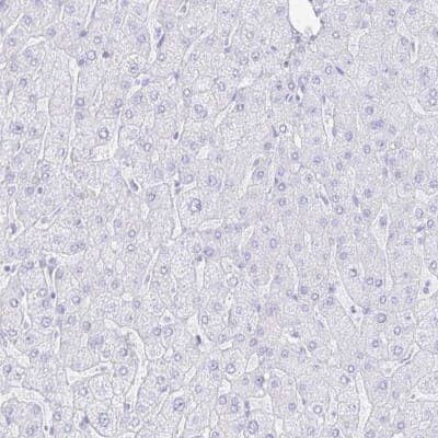 Immunohistochemistry-Paraffin: INSL5 Antibody [NBP1-86343]