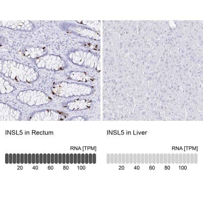 Immunohistochemistry-Paraffin: INSL5 Antibody [NBP1-86343]