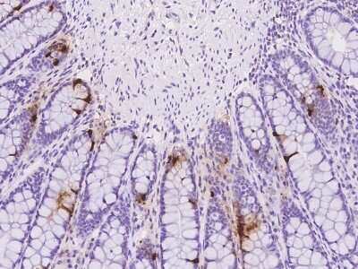 Immunohistochemistry-Paraffin: INSL5 Antibody [NBP2-98182]