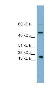 Western Blot: INSL5 Antibody [NBP1-55379]