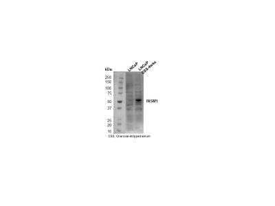 Western Blot: INSM1 AntibodyBSA Free [NBP1-76307]