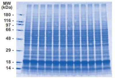 SDS-PAGE: INSTA-Blot Human Brain [NBP2-30119]