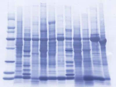 Western Blot: INSTA-Blot Human Tissues [NBP2-30113]