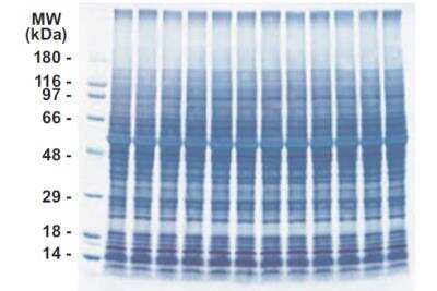 SDS-PAGE: INSTA-Blot Mouse Brain [NBP2-30120]