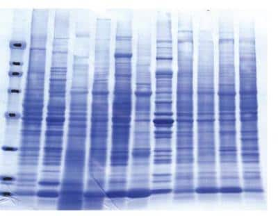 SDS-PAGE: INSTA-Blot Mouse Tissues [NBP2-30111]