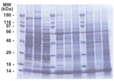 SDS-PAGE: INSTA-Blot Multi-species Liver, Lung, Spleen Tissues [NBP2-30117]