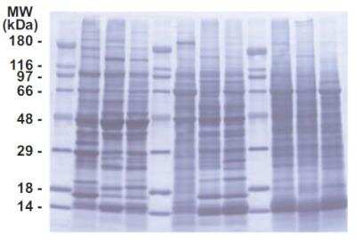 SDS-PAGE: INSTA-Blot Multi-species Skeletal Muscle, Heart and Kidney Tissues [NBP2-30116]