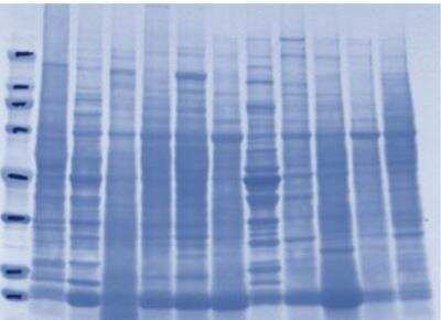 SDS-PAGE: INSTA-Blot Rat Tissues [NBP2-30112]