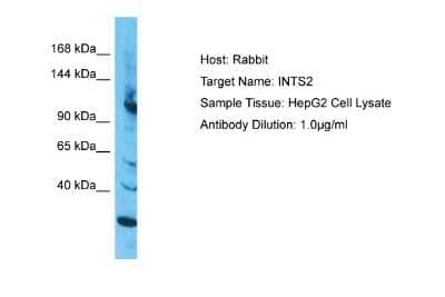 Western Blot: INT2 Antibody [NBP2-83081]