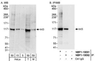 Western Blot: INT3 Antibody [NBP1-19091]