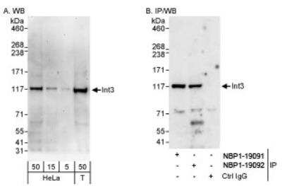 Western Blot: INT3 Antibody [NBP1-19092]