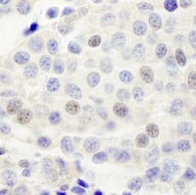 Immunohistochemistry-Paraffin: INT4 Antibody [NB100-60660]