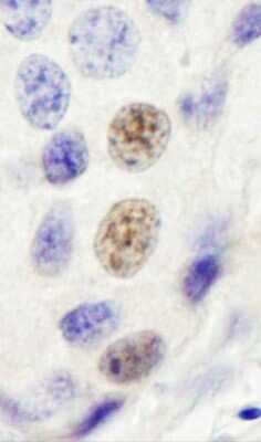 Immunohistochemistry-Paraffin: INT4 Antibody [NB100-60660]