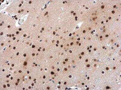 Immunohistochemistry-Paraffin: INT4 Antibody [NBP2-16971]