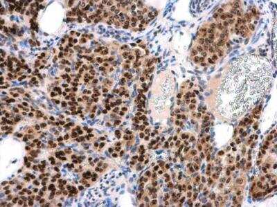 Immunohistochemistry-Paraffin: INT4 Antibody [NBP2-16971]