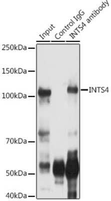 Immunoprecipitation: INT4 Antibody - BSA Free [NBP3-03410]