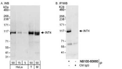 Western Blot: INT4 Antibody [NB100-60660]