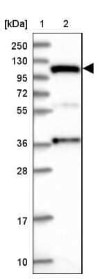 Western Blot: INT4 Antibody [NBP1-83102]