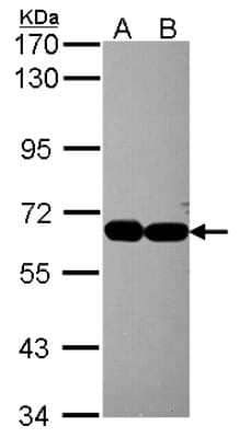 Western Blot: INT4 Antibody [NBP2-16971]