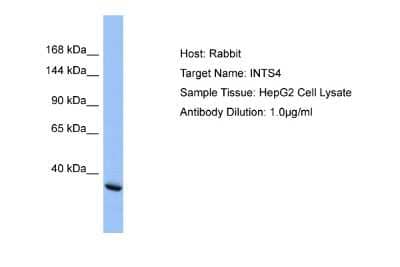 Western Blot: INT4 Antibody [NBP2-87630]