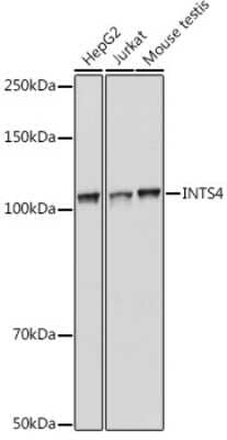 Western Blot: INT4 AntibodyBSA Free [NBP3-03410]