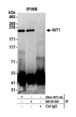Immunoprecipitation: INTS1 Antibody [NB100-509]