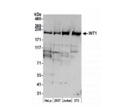 Western Blot: INTS1 Antibody [NB100-509]