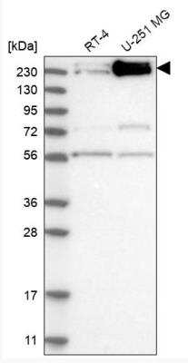 Western Blot: INTS1 Antibody [NBP1-85066]