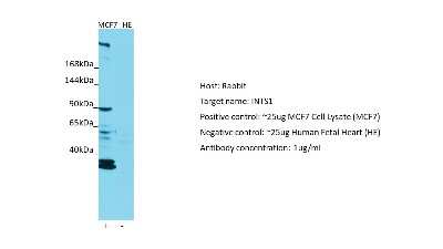 Western Blot: INTS1 Antibody [NBP2-87632]