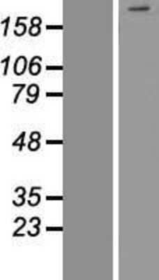 Western Blot: INTS1 Overexpression Lysate [NBP2-08335]