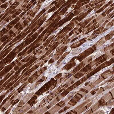 Immunohistochemistry-Paraffin: INTS10 Antibody [NBP2-38631]